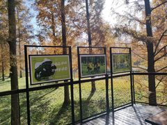 -黄海国家森林公园