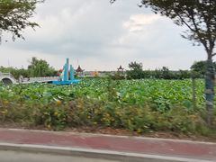 -荷花荡