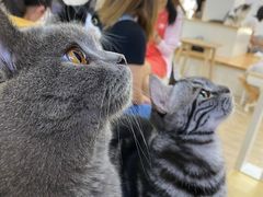 -李小姐の猫咖啡馆(五角场店)