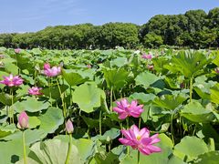 -荷塘月色湿地公园·向阳花洲