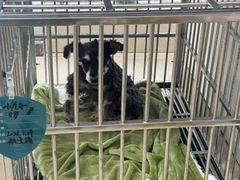 -爱贝特动物医院·猫口炎专科