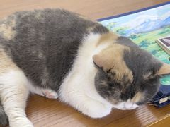 -有猫主题·治愈系猫咖(曾厝垵店)