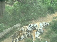 -大连森林动物园