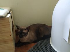 -Meowの猫咖(万家丽店)