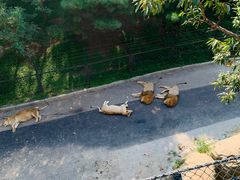 -大连森林动物园