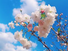 -天适樱花悠乐园