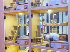 -爪爪喵星球·猫舍(前海卓越店)