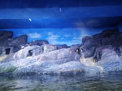 -暹罗海洋世界