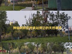 -神仙树公园