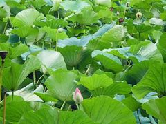 -泗洪洪泽湖湿地景区