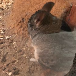 -酷嗒动物文化乐园(cutezoo西溪乐天城店)