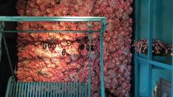 点击看大图 -金棕榈