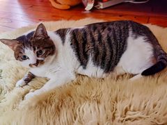 -佳雯宠物医院(金华南路分院)