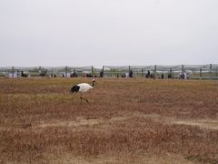 -盐城丹顶鹤湿地生态旅游区