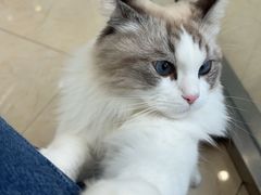 -瑞派申生动物医院·24H夜诊·国际动物医疗中心·骨外科(吴中路店)