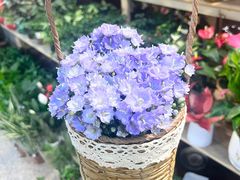 -双季花艺园艺市场(浦东店)