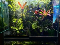 -中环花鸟鱼虫市场