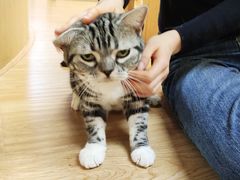 -猫和宫(六道口店)
