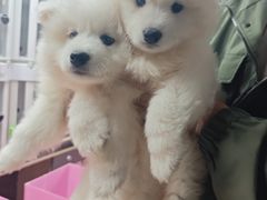 -翊宠yipet猫狗购宠庄园犬舍•猫舍