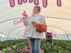 -喜杨洋草莓采摘园