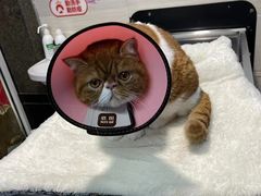 -哆趣宠物医院·眼科·内镜·急重症转诊中心(上海店)