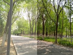 -大兴滨河森林公园