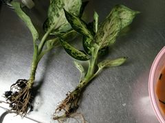 -汉堡王(华润五彩城店)