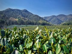 -龙坞茶村