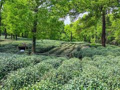 -野蔓果·山野菜(西湖景区·龙井茶田店)