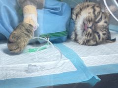 -小伙伴宠物医院•急重症转诊中心·老年专科·犬猫全科(北大街总院)