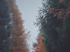 -山王坪喀斯特国家生态公园