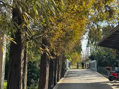 -上海长兴岛郊野公园