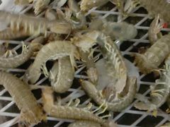 -阔澜蒸汽海鲜自助