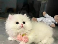 -欣宠猫屋·矮脚拿破仑·蓝金金渐层