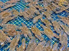 -三亚火车头万人海鲜广场