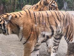 -上海野生动物园老虎餐厅
