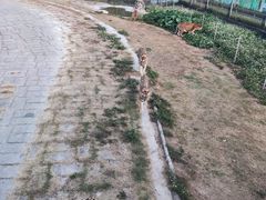 -深圳野生动物园