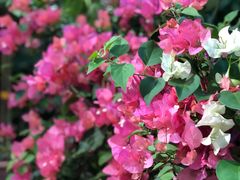 -双季花艺园艺市场(浦东店)