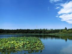 -溱湖国家湿地公园