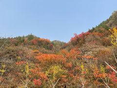 -大岭沟猕猴桃谷风景区