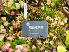 -昆明植物园