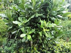 -三亚亚龙湾红树林度假酒店