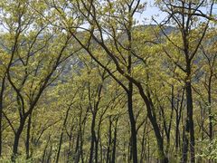 -鲁山国家森林公园