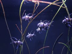 -西雅图水族馆