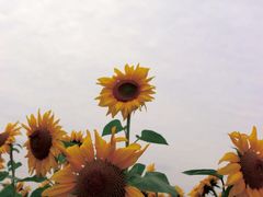 -映月湖中央公园