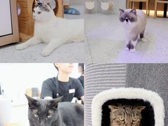 -喵园·猫主题咖啡厅·撸猫·猫咖(国贸店)