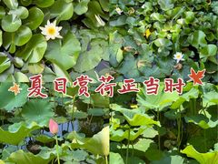 -迎泽公园