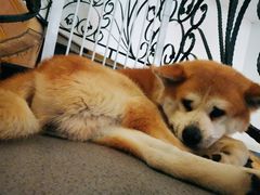 -喜柴咖啡·柴犬狗咖