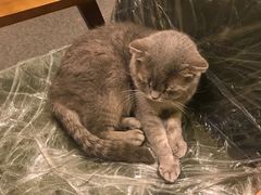 -猫色咖啡·猫咖