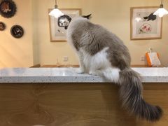 -滚猫咖啡·猫咖·猫友好撸猫(未来城店)